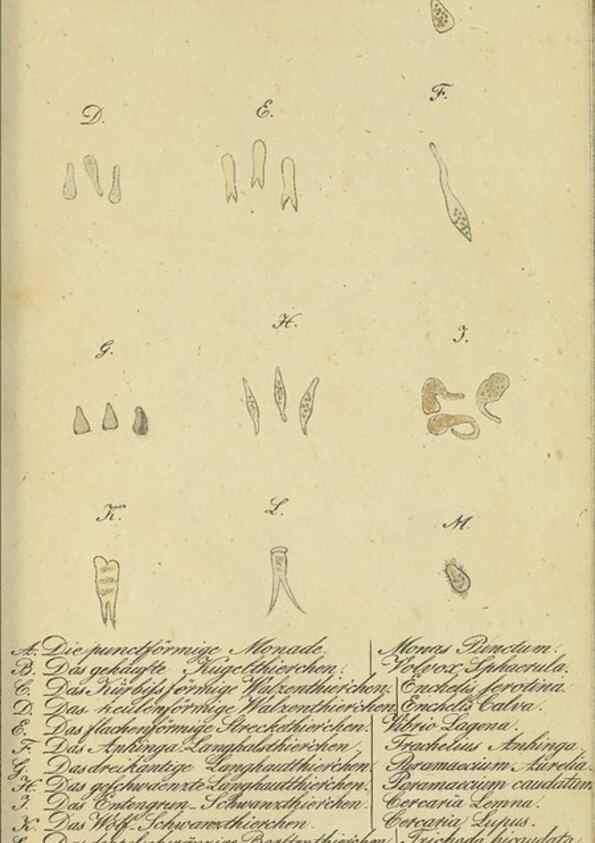 Reproducción/Reproduction 40844348503: Fauna Boica, oder, Gemeinnützige Naturgeschichte der Thiere Bayerns,. Nürnberg :In der C.H. Zeh'schen Buchhandlung,[1834]. 