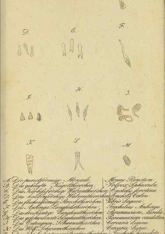 Reproducción/Reproduction 40844348503: Fauna Boica, oder, Gemeinnützige Naturgeschichte der Thiere Bayerns,. Nürnberg :In der C.H. Zeh'schen Buchhandlung,[1834]. 