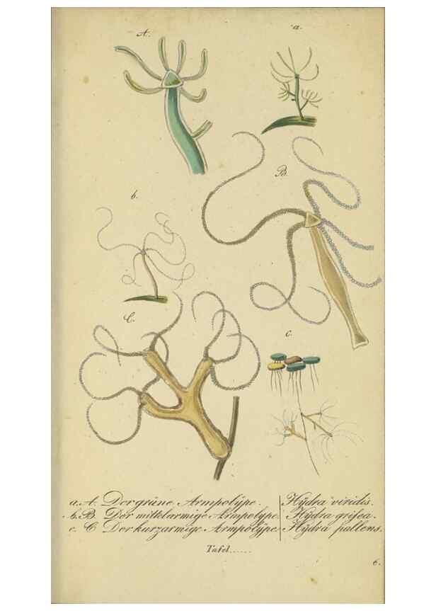 Reproducción/Reproduction 32867125657: Fauna Boica, oder, Gemeinnützige Naturgeschichte der Thiere Bayerns,. Nürnberg :In der C.H. Zeh'schen Buchhandlung,[1834]. 