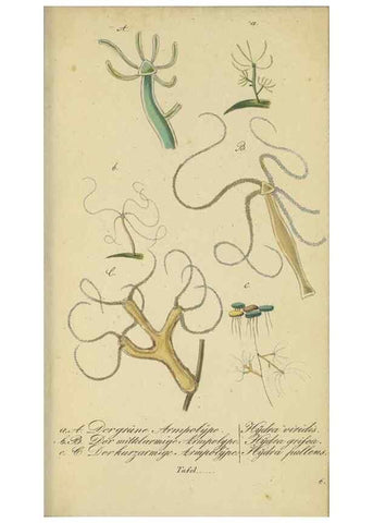 Reproducción/Reproduction 32867125657: Fauna Boica, oder, Gemeinnützige Naturgeschichte der Thiere Bayerns,. Nürnberg :In der C.H. Zeh'schen Buchhandlung,[1834]. 