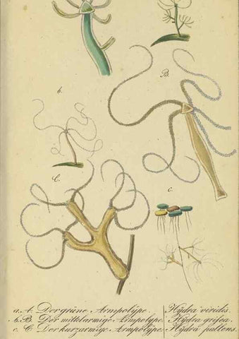 Reproducción/Reproduction 32867125657: Fauna Boica, oder, Gemeinnützige Naturgeschichte der Thiere Bayerns,. Nürnberg :In der C.H. Zeh'schen Buchhandlung,[1834]. 
