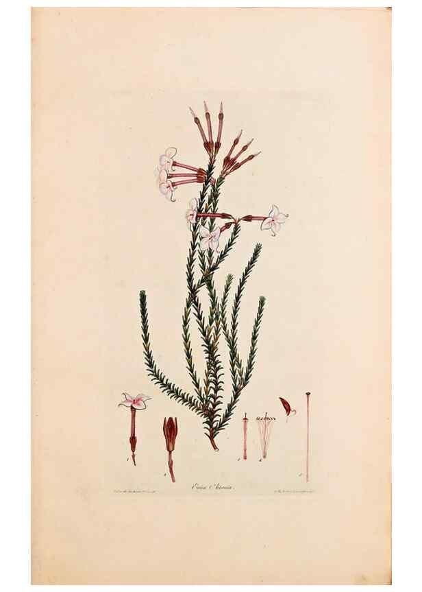 Reproducción/Reproduction 47051130674: Coloured engravings of heaths :. London :Published by the Author. Printed by T. Bensley,1802-09 [1830?]. 