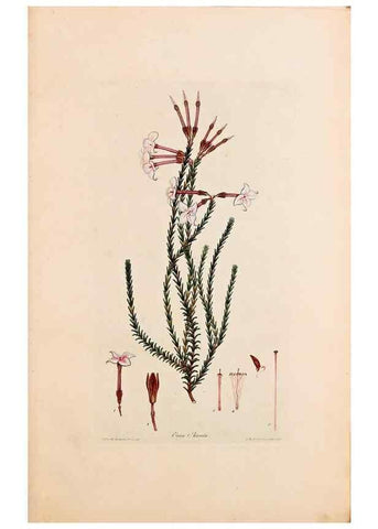Reproducción/Reproduction 47051130674: Coloured engravings of heaths :. London :Published by the Author. Printed by T. Bensley,1802-09 [1830?]. 