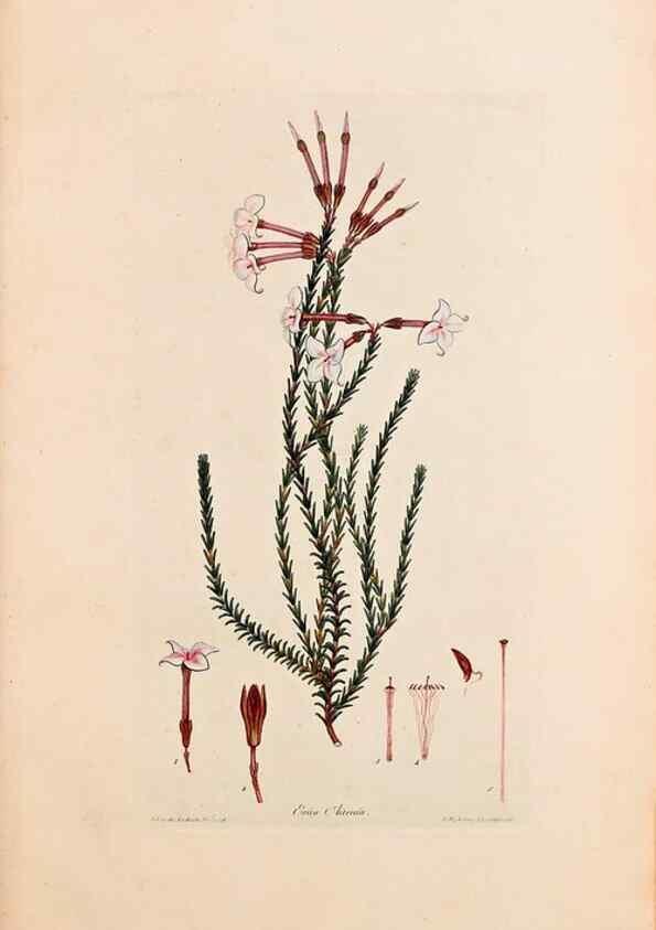 Reproducción/Reproduction 47051130674: Coloured engravings of heaths :. London :Published by the Author. Printed by T. Bensley,1802-09 [1830?]. 