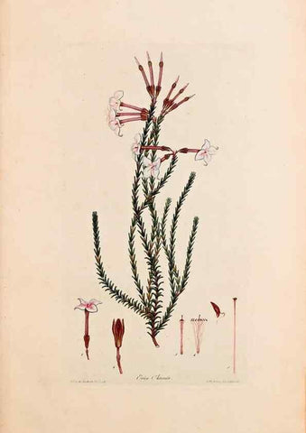 Reproducción/Reproduction 47051130674: Coloured engravings of heaths :. London :Published by the Author. Printed by T. Bensley,1802-09 [1830?]. 