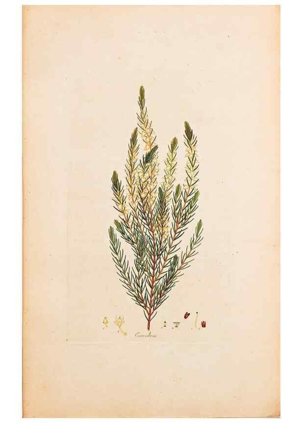 Reproducción/Reproduction 32896760857: Coloured engravings of heaths :. London :Published by the Author. Printed by T. Bensley,1802-09 [1830?]. 