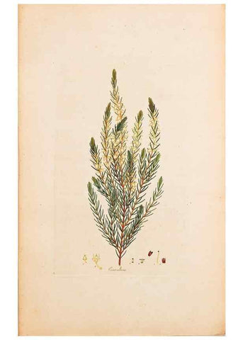 Reproducción/Reproduction 32896760857: Coloured engravings of heaths :. London :Published by the Author. Printed by T. Bensley,1802-09 [1830?]. 