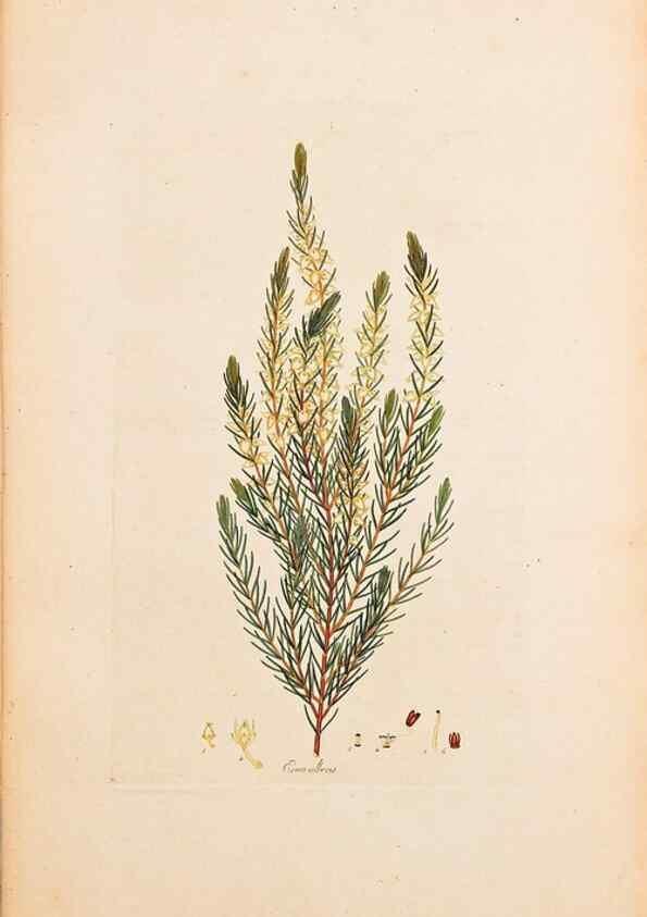 Reproducción/Reproduction 32896760857: Coloured engravings of heaths :. London :Published by the Author. Printed by T. Bensley,1802-09 [1830?]. 