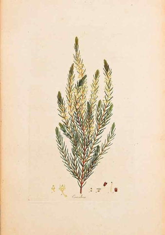 Reproducción/Reproduction 32896760857: Coloured engravings of heaths :. London :Published by the Author. Printed by T. Bensley,1802-09 [1830?]. 
