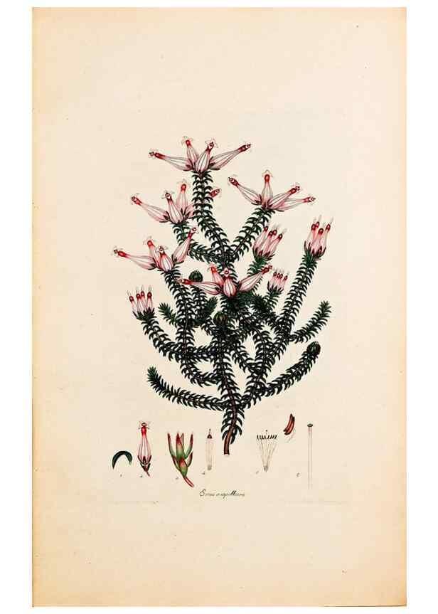 Reproducción/Reproduction 33963337278: Coloured engravings of heaths :. London :Published by the Author. Printed by T. Bensley,1802-09 [1830?]. 