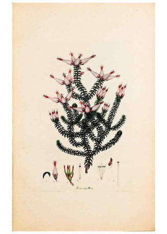 Reproducción/Reproduction 33963337278: Coloured engravings of heaths :. London :Published by the Author. Printed by T. Bensley,1802-09 [1830?]. 