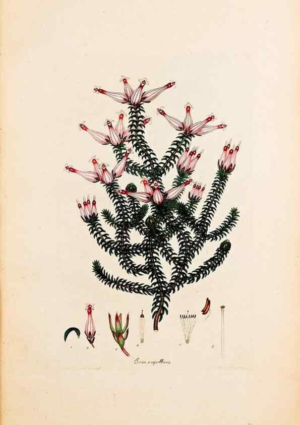 Reproducción/Reproduction 33963337278: Coloured engravings of heaths :. London :Published by the Author. Printed by T. Bensley,1802-09 [1830?]. 