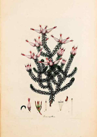 Reproducción/Reproduction 33963337278: Coloured engravings of heaths :. London :Published by the Author. Printed by T. Bensley,1802-09 [1830?]. 