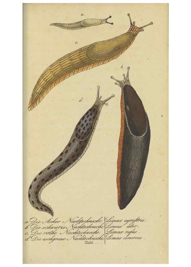 Reproducción/Reproduction 47021353594: Fauna Boica, oder, Gemeinnützige Naturgeschichte der Thiere Bayerns,. Nürnberg :In der C.H. Zeh'schen Buchhandlung,[1834]. 