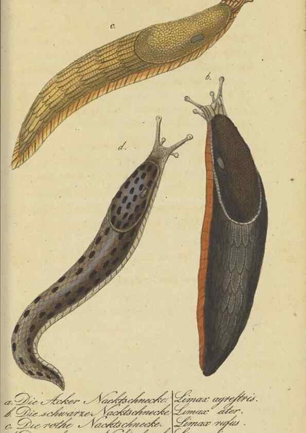 Reproducción/Reproduction 47021353594: Fauna Boica, oder, Gemeinnützige Naturgeschichte der Thiere Bayerns,. Nürnberg :In der C.H. Zeh'schen Buchhandlung,[1834]. 