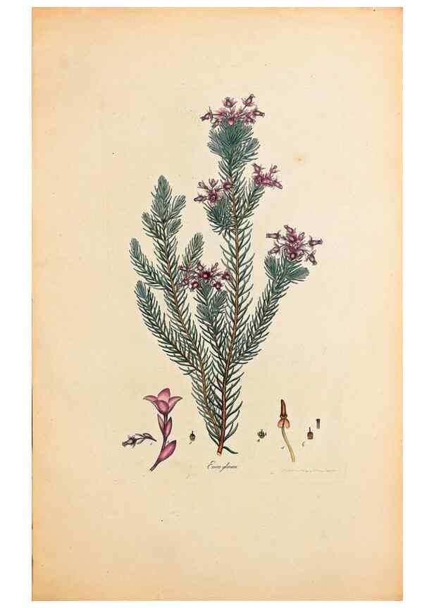 Reproducción/Reproduction 33963346158: Coloured engravings of heaths :. London :Published by the Author. Printed by T. Bensley,1802-09 [1830?]. 