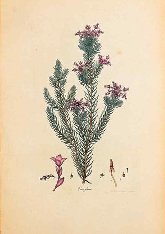 Reproducción/Reproduction 33963346158: Coloured engravings of heaths :. London :Published by the Author. Printed by T. Bensley,1802-09 [1830?]. 