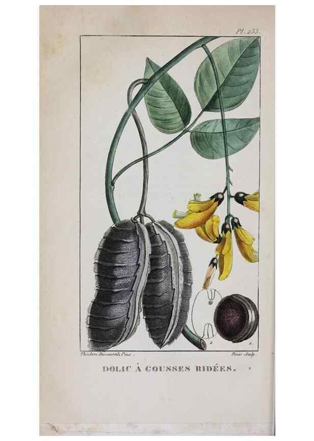 Reproducción/Reproduction 40205054003: Flore pittoresque et médicale des Antilles, ou, Histoire naturelle des plantes usuelles des colonies françaises, anglaises, espagnoles, et portugaises /. Paris :Ches l'Editeur,1833.. 