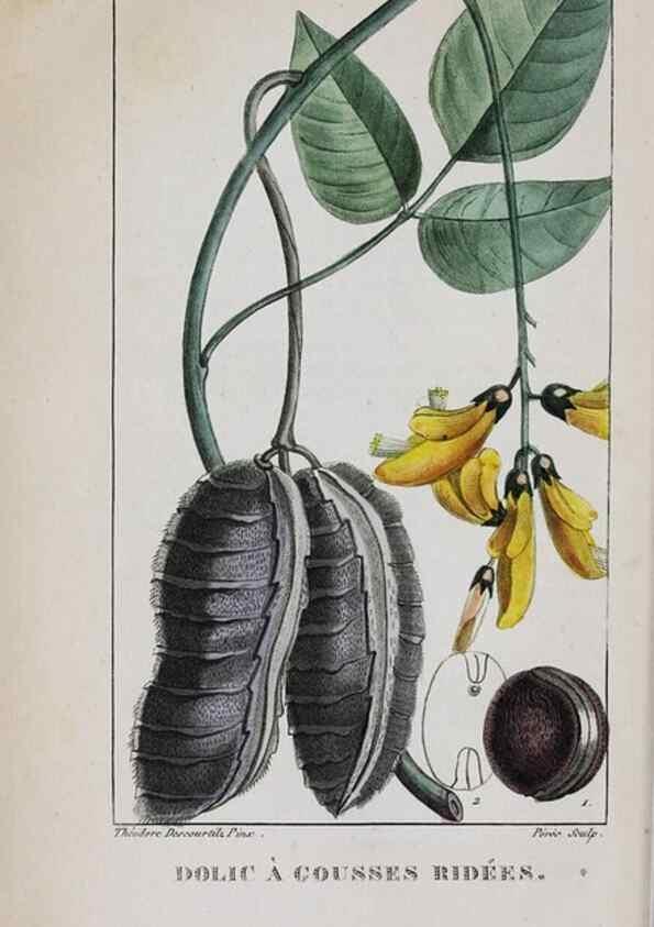 Reproducción/Reproduction 40205054003: Flore pittoresque et médicale des Antilles, ou, Histoire naturelle des plantes usuelles des colonies françaises, anglaises, espagnoles, et portugaises /. Paris :Ches l'Editeur,1833.. 
