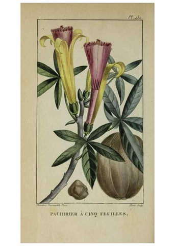 Reproducción/Reproduction 33294670088: Flore pittoresque et médicale des Antilles, ou, Histoire naturelle des plantes usuelles des colonies françaises, anglaises, espagnoles, et portugaises /. Paris :Ches l'Editeur,1833.. 