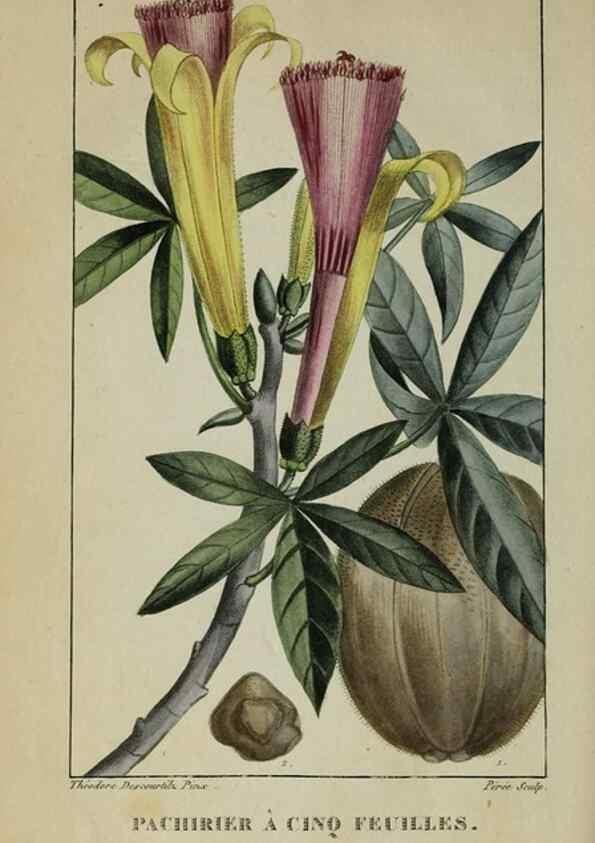 Reproducción/Reproduction 33294670088: Flore pittoresque et médicale des Antilles, ou, Histoire naturelle des plantes usuelles des colonies françaises, anglaises, espagnoles, et portugaises /. Paris :Ches l'Editeur,1833.. 