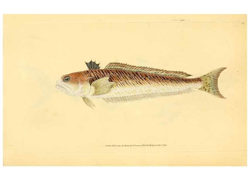 Reproducción/Reproduction 45156110114: The natural history of British fishes :. London :Printed for the author, and for F. and C. Rivington,1802-08.. 