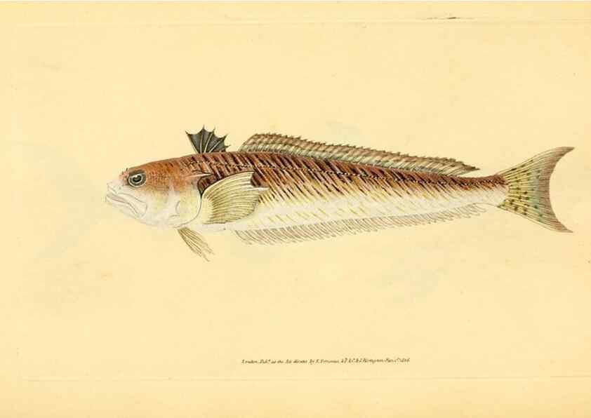 Reproducción/Reproduction 45156110114: The natural history of British fishes :. London :Printed for the author, and for F. and C. Rivington,1802-08.. 