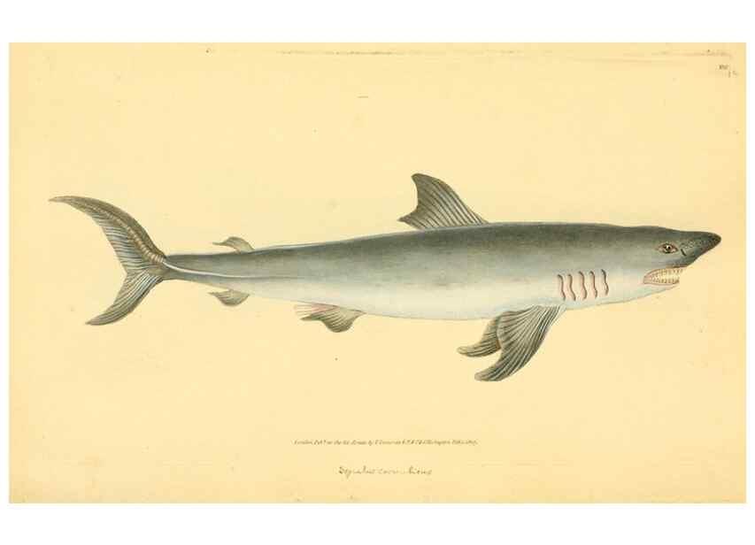 Reproducción/Reproduction 45830575342: The natural history of British fishes :. London :Printed for the author, and for F. and C. Rivington,1802-08.. 
