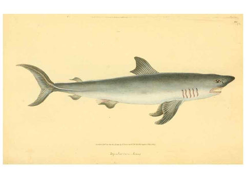 Reproducción/Reproduction 45830575342: The natural history of British fishes :. London :Printed for the author, and for F. and C. Rivington,1802-08.. 