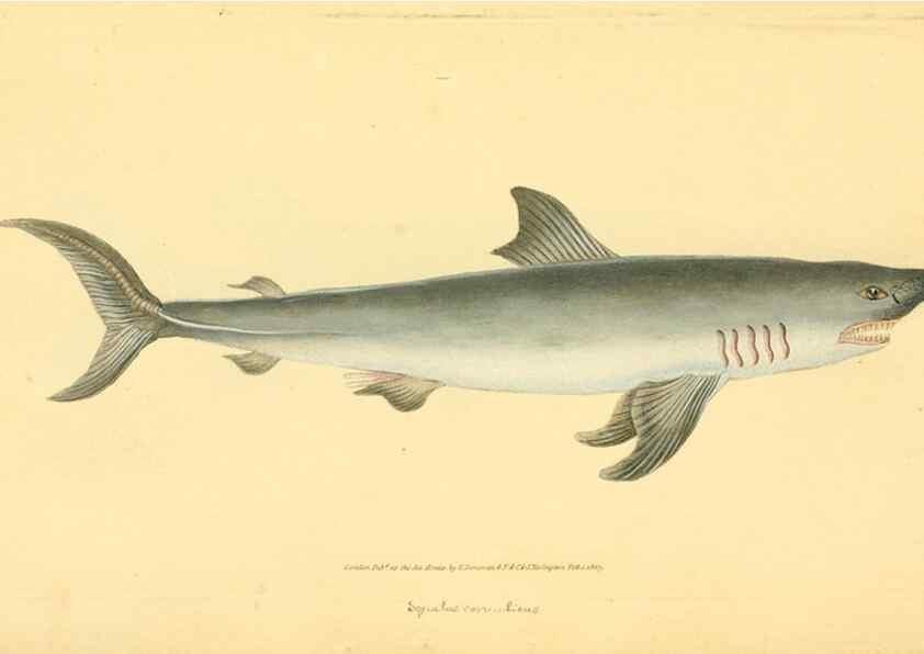 Reproducción/Reproduction 45830575342: The natural history of British fishes :. London :Printed for the author, and for F. and C. Rivington,1802-08.. 