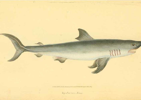 Reproducción/Reproduction 45830575342: The natural history of British fishes :. London :Printed for the author, and for F. and C. Rivington,1802-08.. 