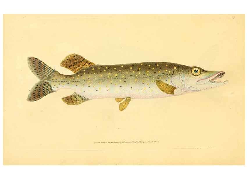 Reproducción/Reproduction 45830577022: The natural history of British fishes :. London :Printed for the author, and for F. and C. Rivington,1802-08.. 