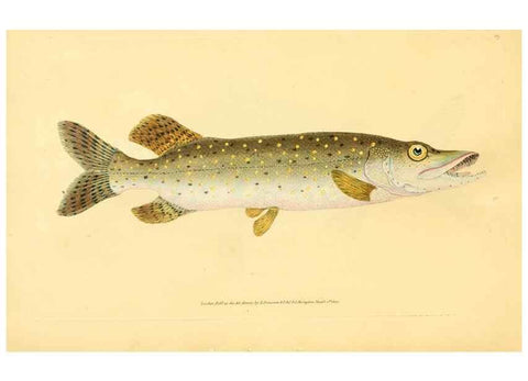 Reproducción/Reproduction 45830577022: The natural history of British fishes :. London :Printed for the author, and for F. and C. Rivington,1802-08.. 