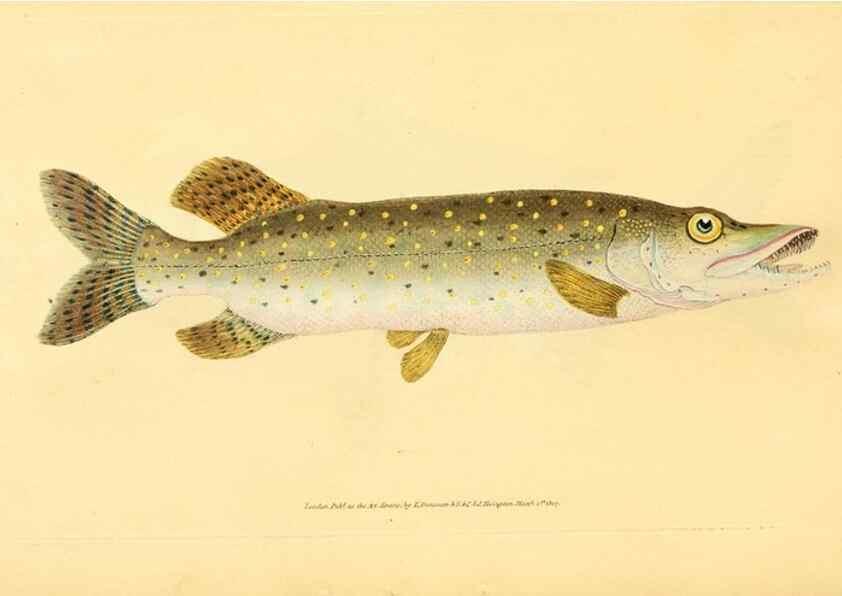 Reproducción/Reproduction 45830577022: The natural history of British fishes :. London :Printed for the author, and for F. and C. Rivington,1802-08.. 