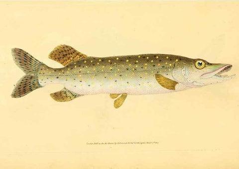 Reproducción/Reproduction 45830577022: The natural history of British fishes :. London :Printed for the author, and for F. and C. Rivington,1802-08.. 