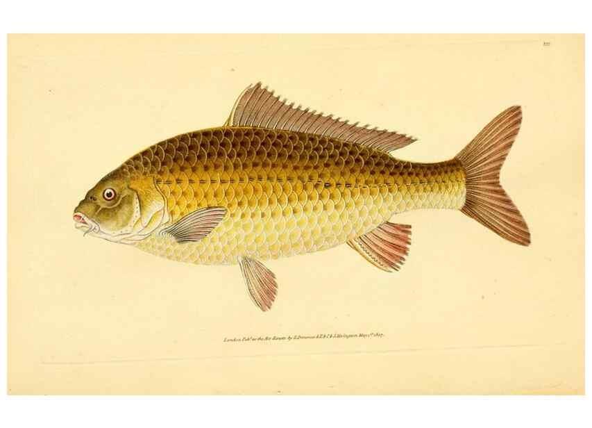 Reproducción/Reproduction 45156115074: The natural history of British fishes :. London :Printed for the author, and for F. and C. Rivington,1802-08.. 