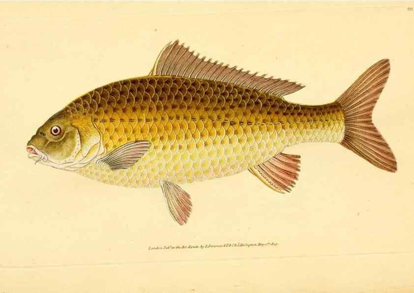 Reproducción/Reproduction 45156115074: The natural history of British fishes :. London :Printed for the author, and for F. and C. Rivington,1802-08.. 