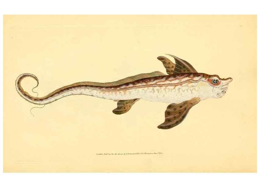 Reproducción/Reproduction 45156116914: The natural history of British fishes :. London :Printed for the author, and for F. and C. Rivington,1802-08.. 