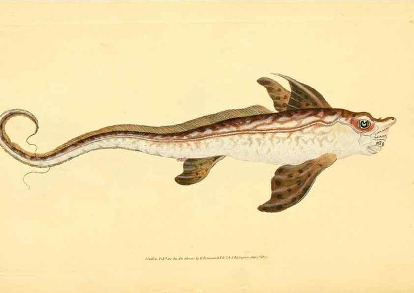 Reproducción/Reproduction 45156116914: The natural history of British fishes :. London :Printed for the author, and for F. and C. Rivington,1802-08.. 