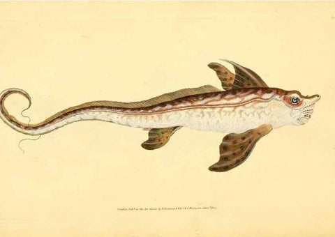 Reproducción/Reproduction 45156116914: The natural history of British fishes :. London :Printed for the author, and for F. and C. Rivington,1802-08.. 