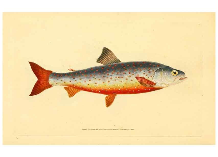Reproducción/Reproduction 44063608010: The natural history of British fishes :. London :Printed for the author, and for F. and C. Rivington,1802-08.. 