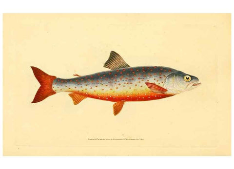 Reproducción/Reproduction 44063608010: The natural history of British fishes :. London :Printed for the author, and for F. and C. Rivington,1802-08.. 