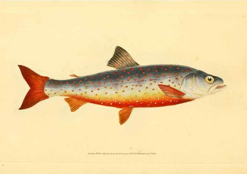 Reproducción/Reproduction 44063608010: The natural history of British fishes :. London :Printed for the author, and for F. and C. Rivington,1802-08.. 