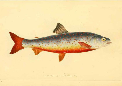 Reproducción/Reproduction 44063608010: The natural history of British fishes :. London :Printed for the author, and for F. and C. Rivington,1802-08.. 