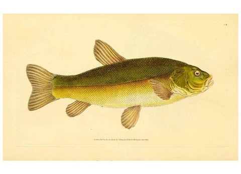 Reproducción/Reproduction 45830583032: The natural history of British fishes :. London :Printed for the author, and for F. and C. Rivington,1802-08.. 