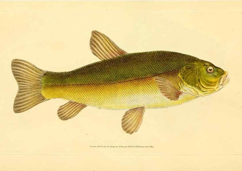 Reproducción/Reproduction 45830583032: The natural history of British fishes :. London :Printed for the author, and for F. and C. Rivington,1802-08.. 