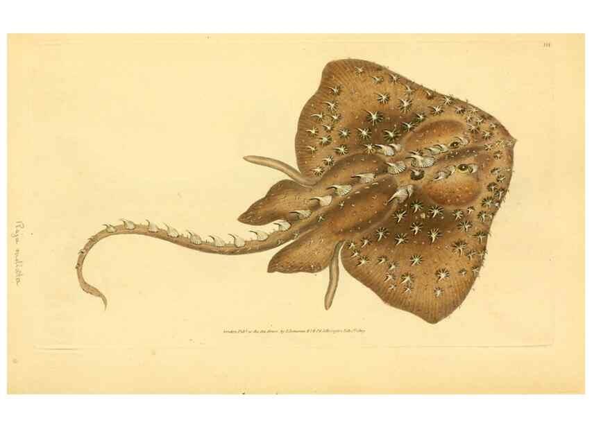 Reproducción/Reproduction 45156122534: The natural history of British fishes :. London :Printed for the author, and for F. and C. Rivington,1802-08.. 