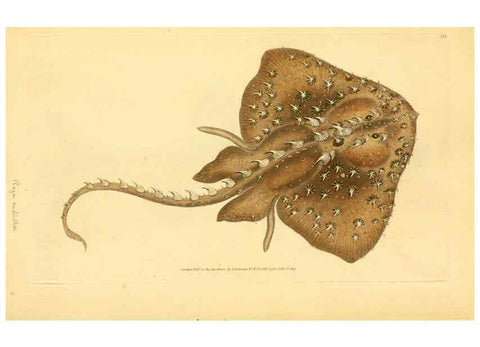 Reproducción/Reproduction 45156122534: The natural history of British fishes :. London :Printed for the author, and for F. and C. Rivington,1802-08.. 