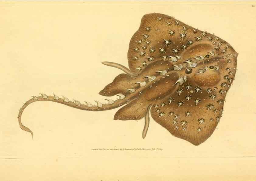 Reproducción/Reproduction 45156122534: The natural history of British fishes :. London :Printed for the author, and for F. and C. Rivington,1802-08.. 