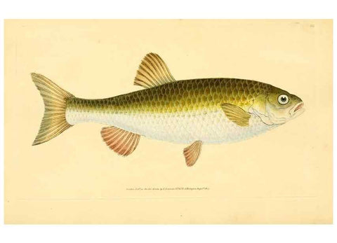 Reproducción/Reproduction 45880304471: The natural history of British fishes :. London :Printed for the author, and for F. and C. Rivington,1802-08.. 